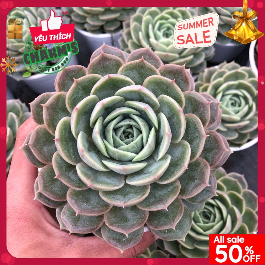 - Chậu Cây Sen Đá NGỌC BÍCH size trung to 8-10cm lá cứng cáp dày dặn - LỖI 1 ĐỔI 1