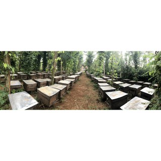 MẬT ONG HOA BẠC HÀ CHAI 30g