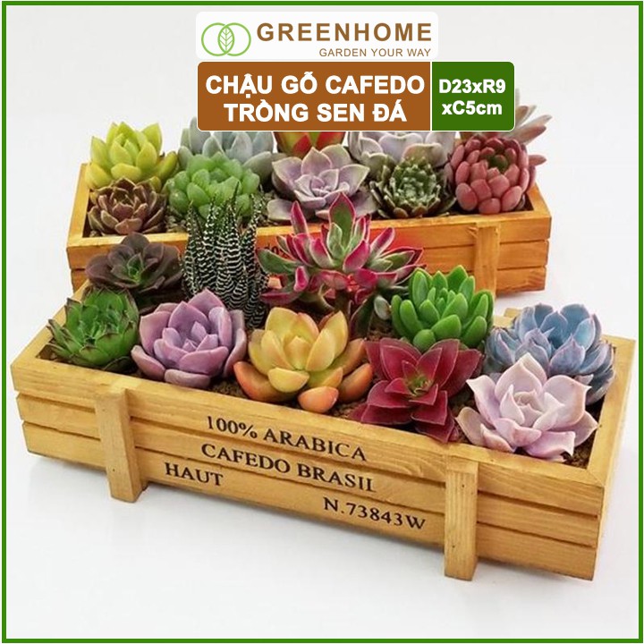 Chậu gỗ trồng sen đá Cafedo, D23xR9xC5cm, màu gỗ, trang trí cây cảnh để bàn, xương rồng |Greenhome