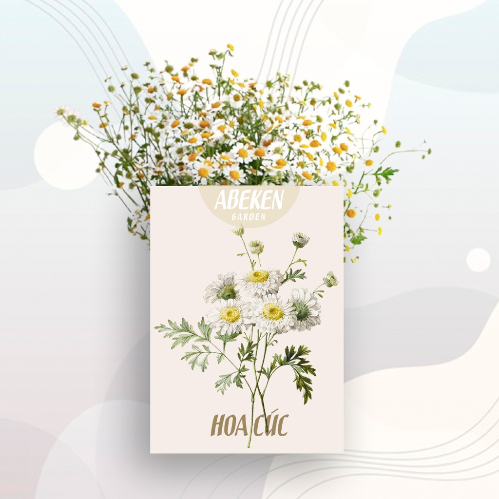 Hoa cúc trắng Chamomile dành cho Hamster &lt;ABEKEN GARDEN&gt;