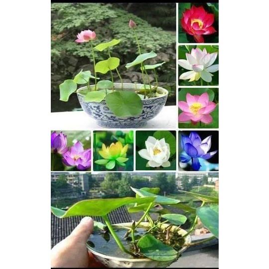 Hạt giống Sen mini Nhật