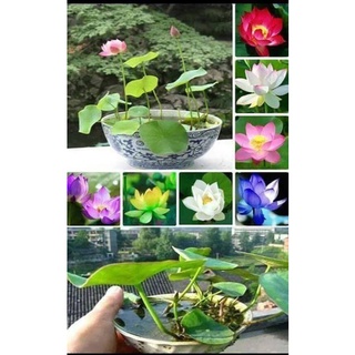 Hạt giống Sen mini Nhật