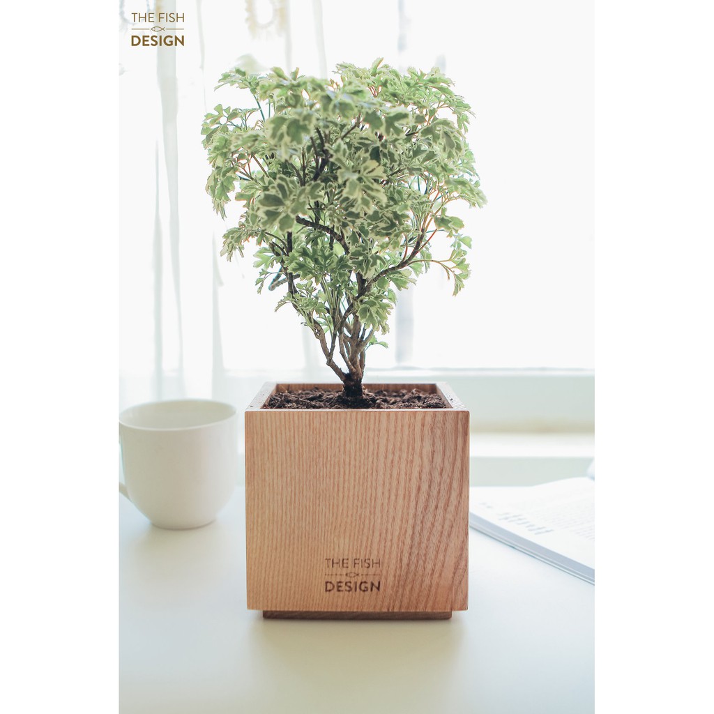 Chậu cây đinh lăng cẩm thạch | THE FISH DESIGN SIZE L (cây trong nhà, cây văn phòng, cây xanh, cây, cây bàn làm việc..)
