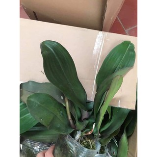 Hồ điệp hoa đại có ngồng