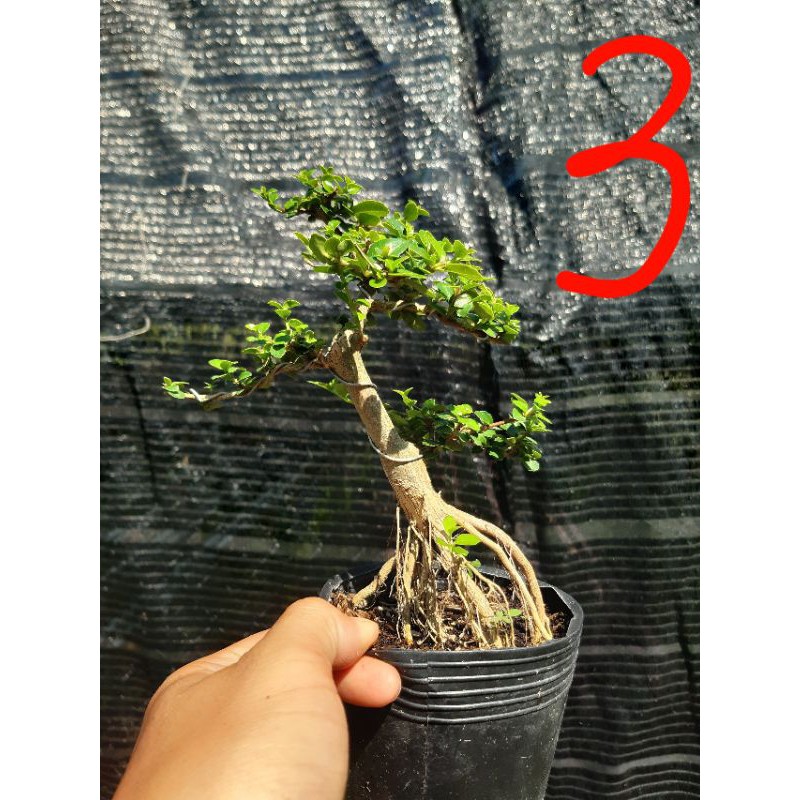 Sam hương bonsai