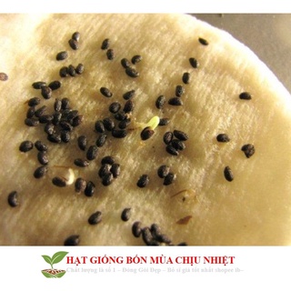 Hạt giống kiwi lùn - kiwi bonsai f1 đến mùa trồng tết