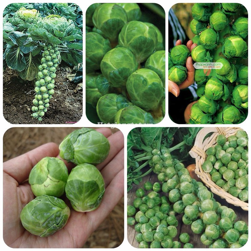 Hạt Giống Bắp Cải Baby  Brussels