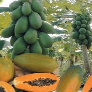 HẠT GIỐNG ĐU ĐỦ LÙN