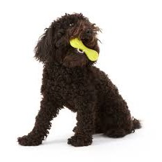 Đồ chơi chó chó khúc xương [11cm] WEST PAW  HURLEY DOG BONE (BLUE/GREEN)