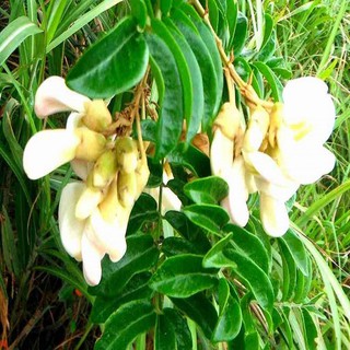 Cây giống cát sâm