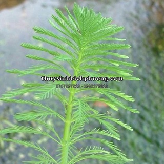 1 ngọn cây rong xương cá thủy sinh không cần co2