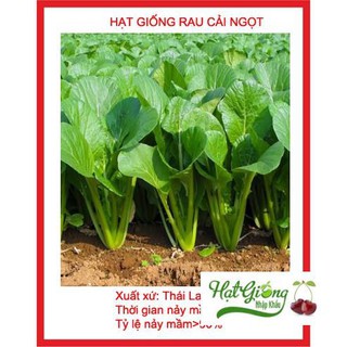 Hạt giống rau cải ngọt 2000 hạt LINH NGOC