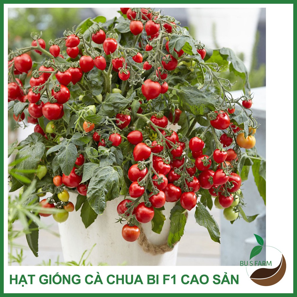 Hạt giống Cà chua bi HN F1 cao sản, dễ trồng (0.1gr)