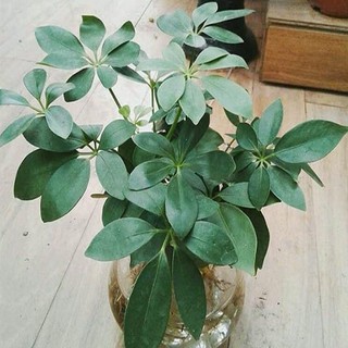 Cây Ngũ gia bì thủy sinh