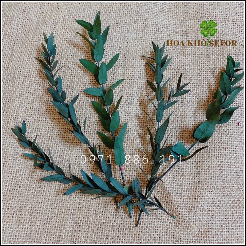 LÁ BẠCH ĐÀN KHÔ MINI Eucalyptus (~15-18cm) trang trí cắm hoa decor nhà cửa chụp hình sản phẩm