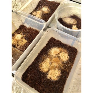 Trùng chỉ trắng trùn giun grindal worm