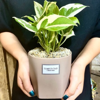 TRẦU BÀ SỮA - TẶNG CHẬU SỨ CÂY ĐỂ BÀN ĐẸP