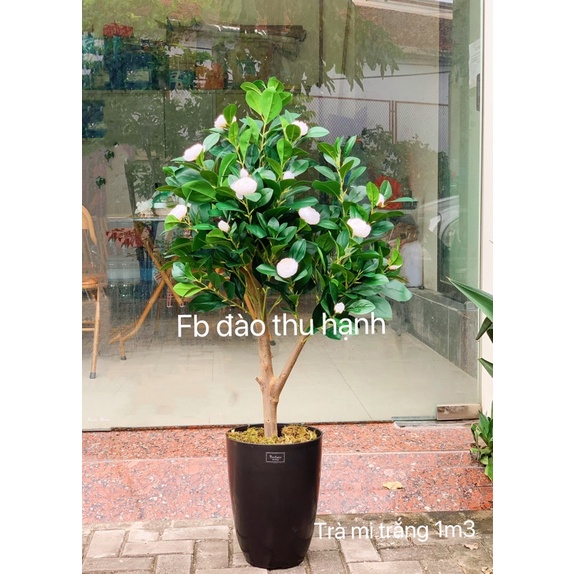 cây hoa trà mi giả 1m3(ảnh thật)