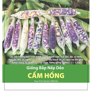 Bắp Nếp Dẻo Cẩm Hồng