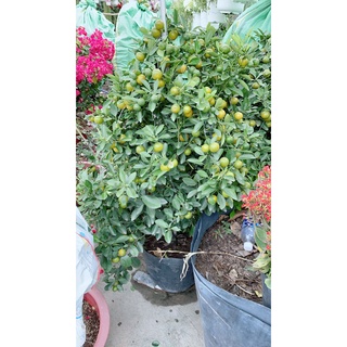 Cây Tắc Cao 1m4-1m6