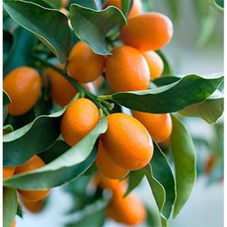 Cây Quất Ngọt Đang Có Quả (Quất Đường)