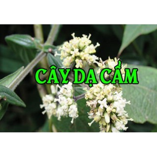 500gr cây dạ cẩm khô xanh thơm sạch