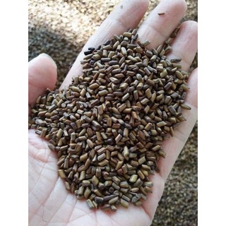 1Kg Hạt muồng sạch thơm,mới (chọn đã lọc vụn)