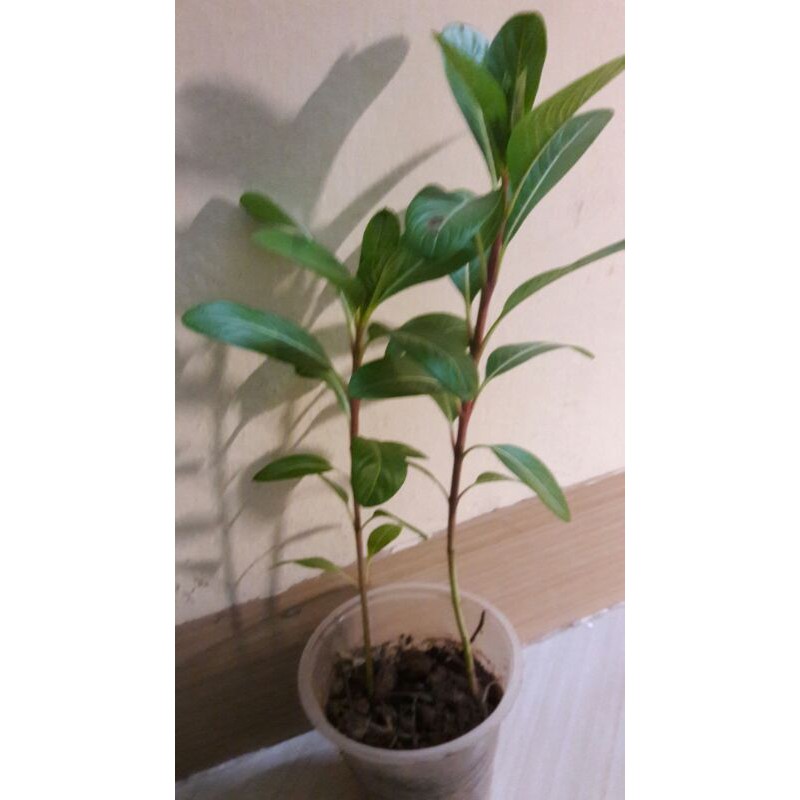 Cây hoa dừa cạn( 2 cây ươm trong bầu đất)