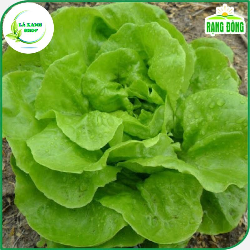 Hạt Giống Rau Xà Lách Búp Dễ Trồng, Kháng Bệnh Tốt (gói 5 gr) - Hạt giống Rạng Đông