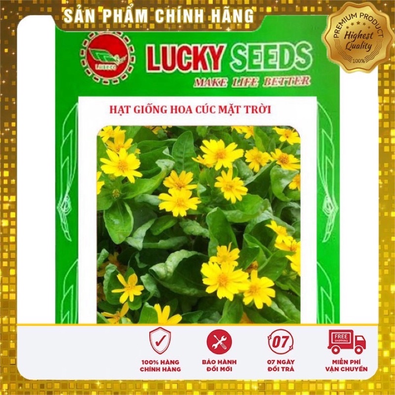 50H_  Hạt Giống Hoa Cúc Mặt Trời