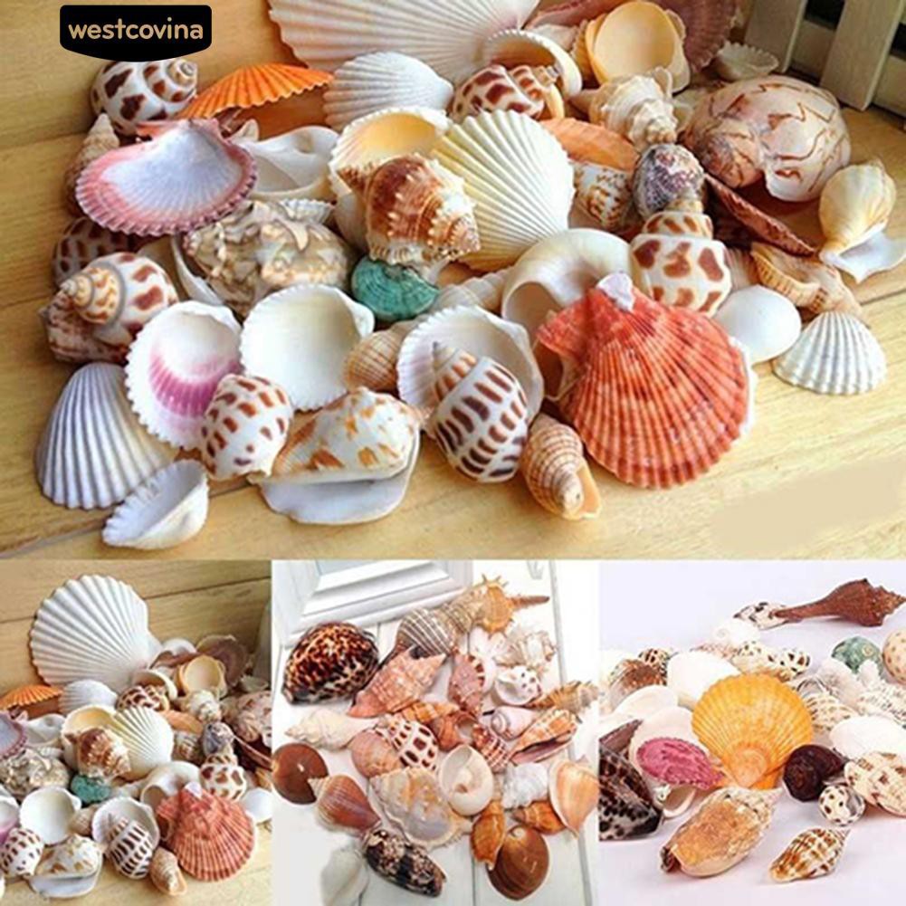 Vỏ ốc biển trang trí bể cá