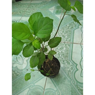 Bầu 3 cây giống Rau Ngót Nhật