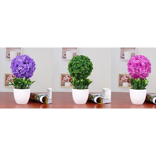 Combo 4 chậu hoa cẩm tú cầu