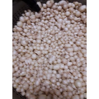củ nén- hành tăm 500 gr