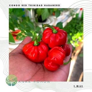 Hạt giống ớt đỏ Habanero Trinidad Congo 15h