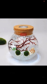 Set Tảo cầu Marimo bình thuỷ tinh đèn LED (như hình)