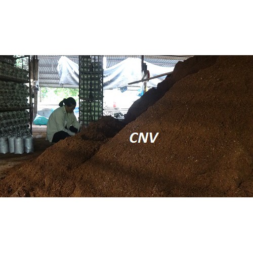 Nấm linh chi đỏ cao cấp Việt Nam CNV 500g (xích chi)