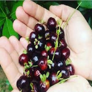 CÂY GIỐNG CHERRY