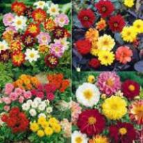 Hạt Giống Hoa Thược Dược Kép Mix Nhiều Màu Siêu Đẹp, Siêu Dễ Trồng (Gói 200 hạt)