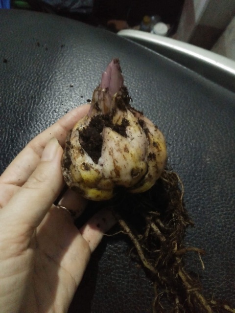 Củ hoa ly thơm cao