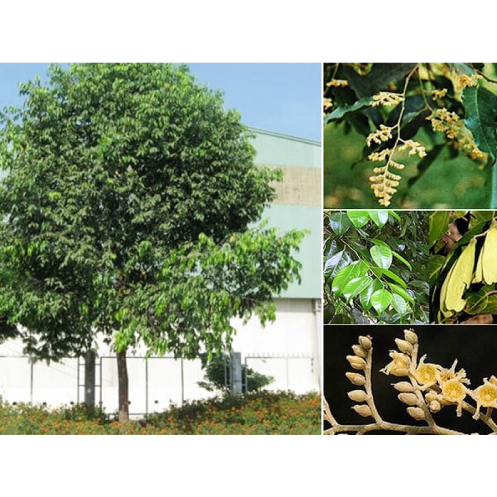 Cây gỗ sao đen giống