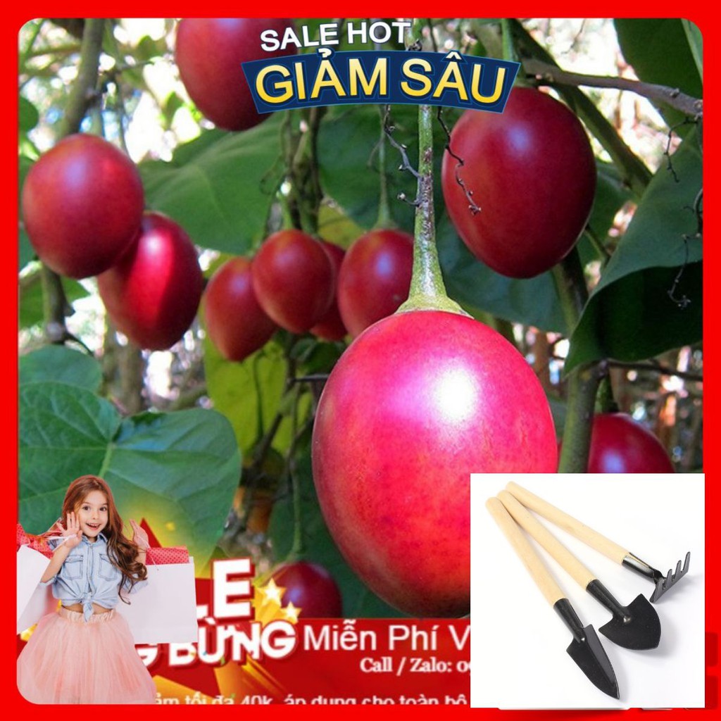 Hạt Giống Cà Chua Thân Gỗ - 4 Hạt / Gói ( Hàng Loại 1 ) - Tặng Kèm Bộ Dụng Cụ Trồng Cây Mini