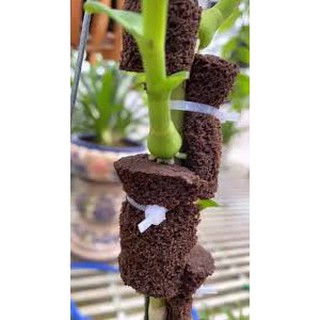 Combo 10 viên mút ươm kie hữu cơ dành cho hoa lan phi điệp Peatmoss Hà Lan chính hãng có sẵn dinh dưỡng