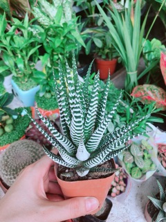 Chậu Móng Rồng
