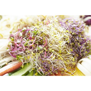 100GR - HẠT GIỐNG RAU MẦM CỦ CẢI ĐỎ