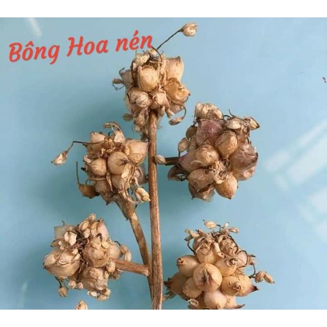 Dầu Tràm Hoa Nén MaMa 50ml