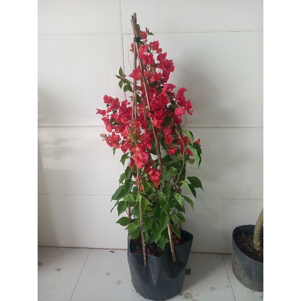 Cây hoa giấy đỏ thái siêu hoa