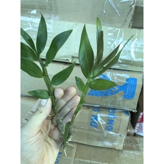 🍀BAO CHẤT🍀Hoa Lan phi điệp
