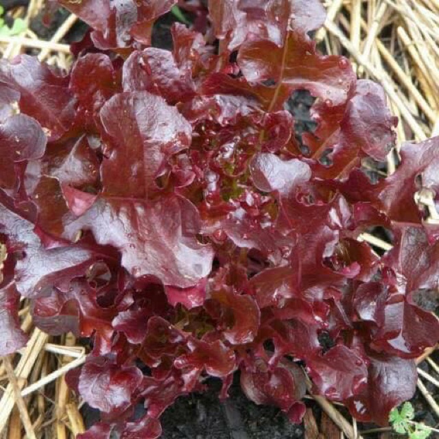 Hạt giống xà lách oak leaf Đỏ Nhập Khẩu Nguyên Bao Bì Thái Lan - 2gram