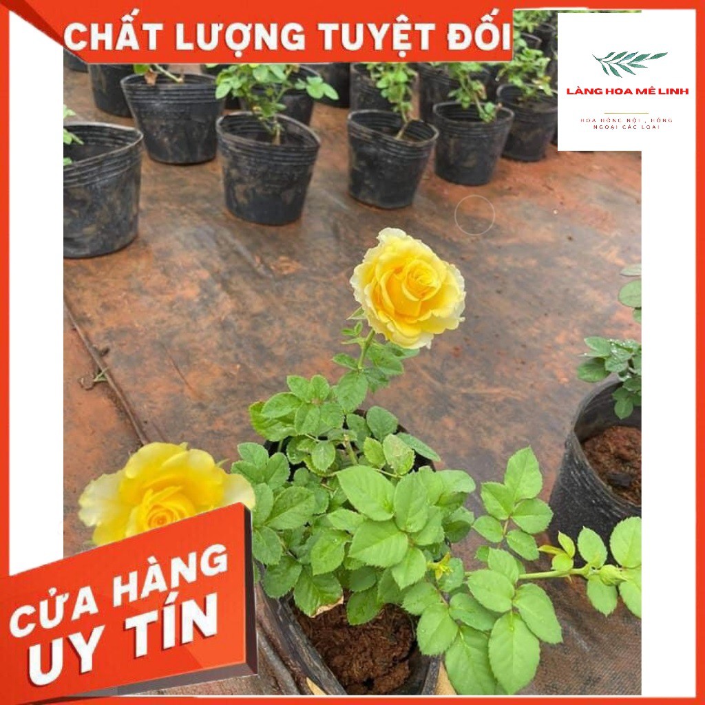 Hoa hồng ngoại Shell [🌺MÀU VÀNG RỰC RỠ 🌺] 🌺– Vẻ đẹp hấp dẫn trong những cánh hoa vàng rực rỡ🌺